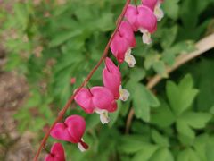 -黑龙江省森林植物园