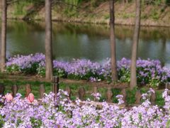 -荷兰花海