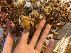 -一杯海(国际海水浴场店)