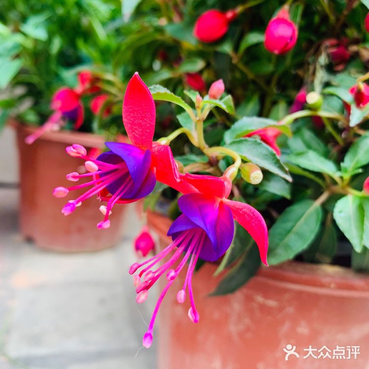 美丽的阳台山上，花儿怒放着，添了一道美丽的风景线