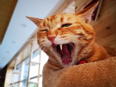 -猫的茶·猫咖