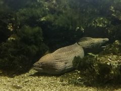 -沙扒湾