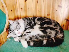 -猫在这儿猫咪咖啡馆·撸猫馆