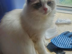 -派特宠物医院(圆融广场店)