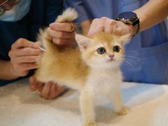 -御宝贝·A梦猫科宠物医院(国际猫友好医院)