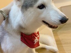 桃心-Husky Go! 哈士奇体验馆·宠物咖啡厅狗咖