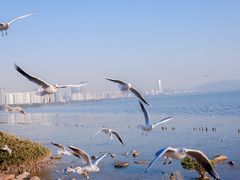 -深圳湾公园(南山区)