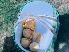 -老袁家蜜桃农场·阳山水蜜桃