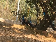 -泉州海丝野生动物世界