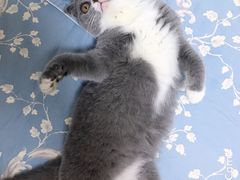 -猫大福·Fortune Cat猫舍(百子湾店)