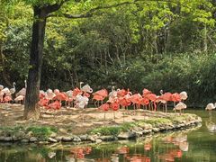 -上海野生动物园