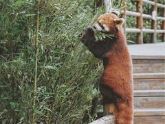 -普洱太阳河森林公园