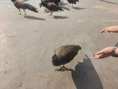 -西双版纳原始森林公园