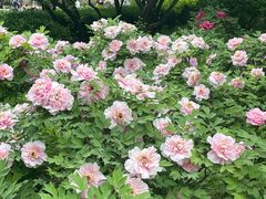 -洛阳市隋唐城遗址植物园