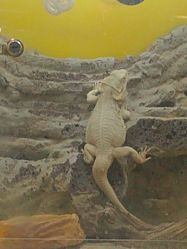 -神奇动物撸宠馆·羊驼·小浣熊·异宠(豫园店)
