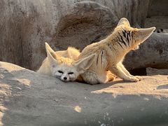 -上海野生动物园