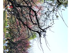 -南京古林公园