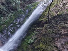 -莫里热带雨林景区