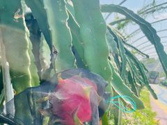 -海堤葡萄园中小学生研学基地