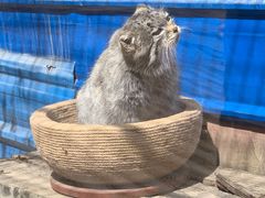 -青藏高原野生动物园