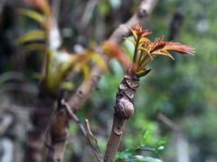 -大蓉和(双楠店)