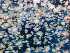 -太平洋海底世界