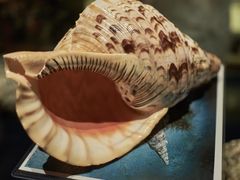 -青岛贝壳博物馆