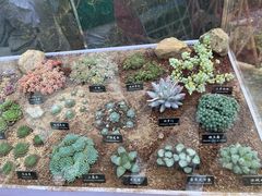 -中国科学院西双版纳热带植物园