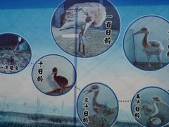 -盐城丹顶鹤湿地生态旅游区