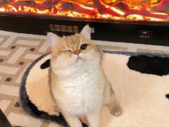 -东方名猫馆·英短金渐层布偶猫舍(环线广场1号楼店)
