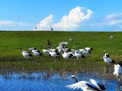 -黑龙江扎龙生态旅游区