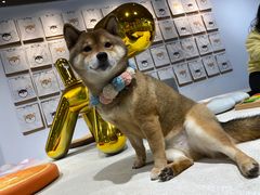 -柴务处·柴犬主题狗咖