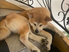-喜柴咖啡·柴犬狗咖