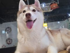 -Husky Go! 哈士奇体验馆·宠物咖啡厅狗咖