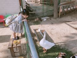 -上美四季动物农场