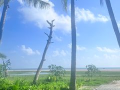 -东郊椰林