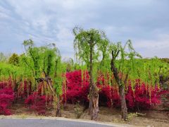 -广富林郊野公园
