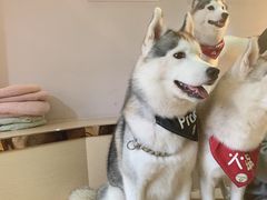 -Husky Go! 哈士奇体验馆·宠物咖啡厅狗咖