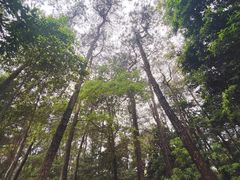 -铁山坪森林公园