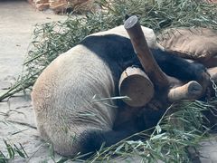 -石家庄市动物园