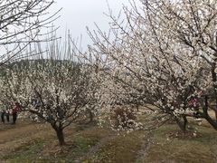 -香雪海