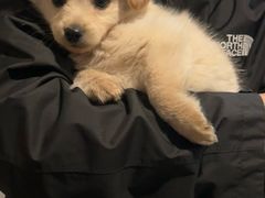 -派特宠物医院(圆融广场店)