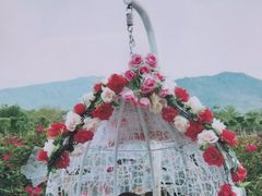 -亚龙湾国际玫瑰谷