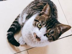 -罗氏牛肉粉大王