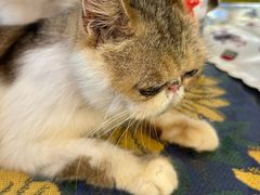 -平行世界·猫咖(首经贸店)