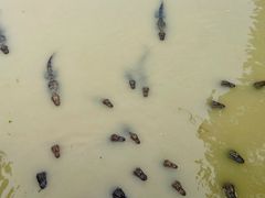 -中国扬子鳄村