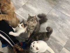 -楼上猫咖(罗湖店)
