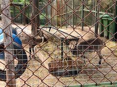 -青藏高原野生动物园