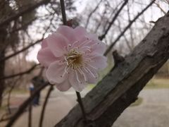 -洛阳市隋唐城遗址植物园