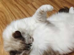 -MOCHA明星猫咖(田子坊店)